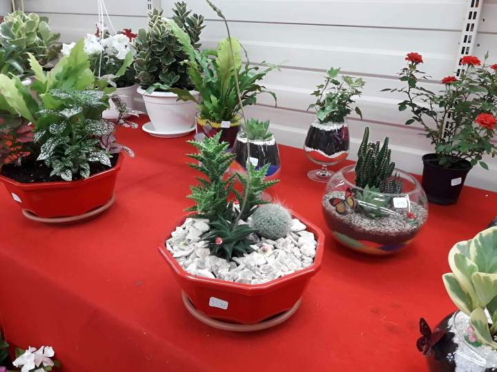 Plantes à vendre Guadeloupe
