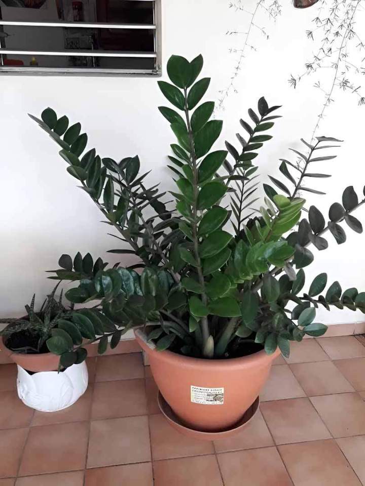 Végétalisation de bureaux Guadeloupe