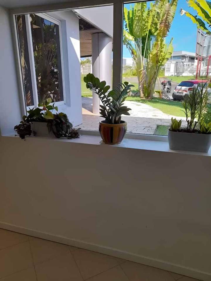 Aménagement végétal intérieur Guadeloupe