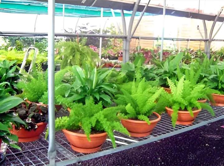 Vente de végétaux Guadeloupe