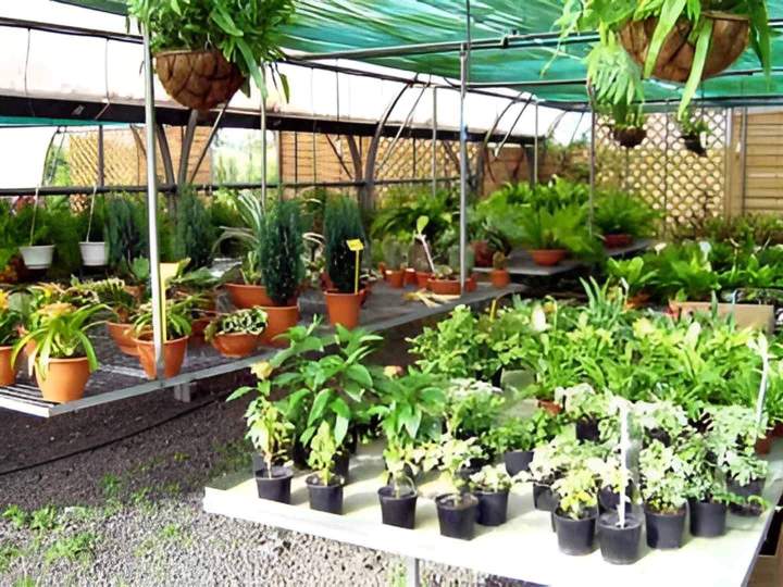 Pépiniériste pour jardins Guadeloupe
