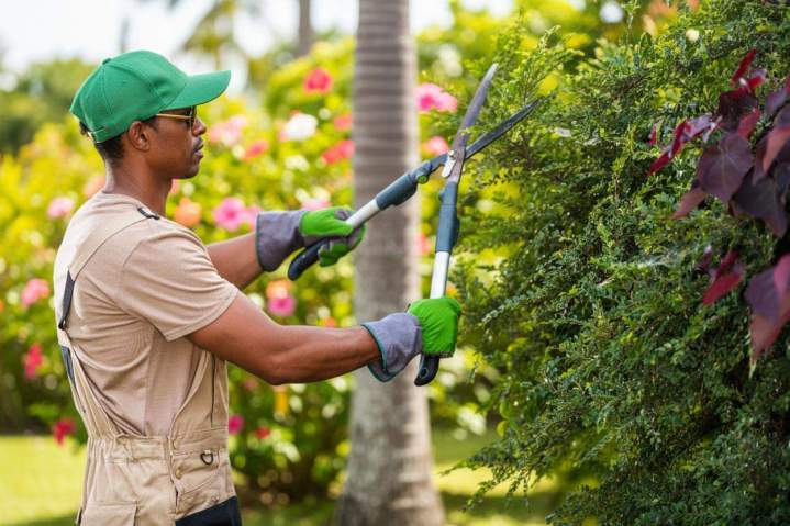 Service d'entretien de jardin Guadeloupe