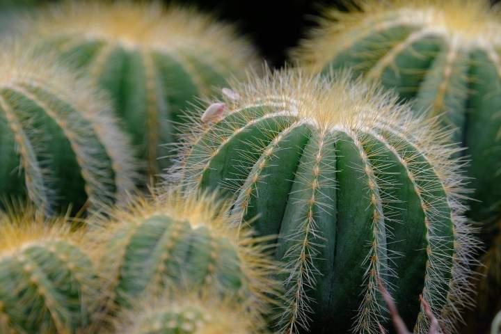 Location de plantes vertes en Guadeloupe