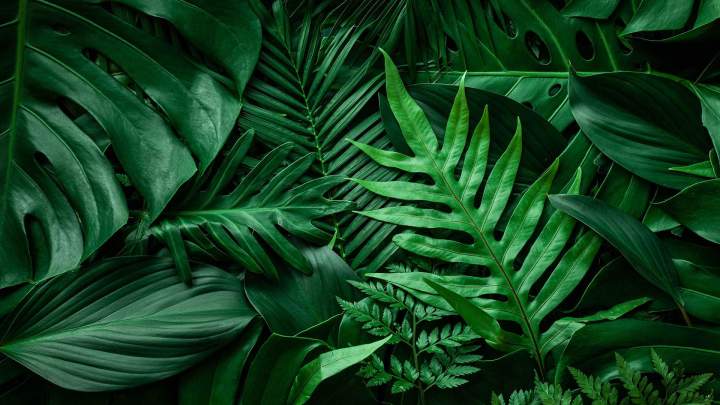 Espaces verts en Guadeloupe