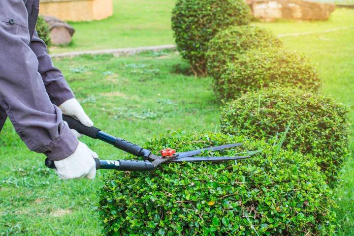 Service d'entretien de jardin Guadeloupe